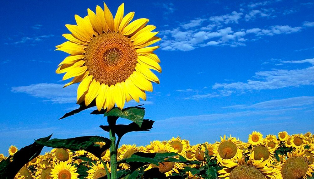 El girasol vuelve a ganar terreno en Santiago del Estero