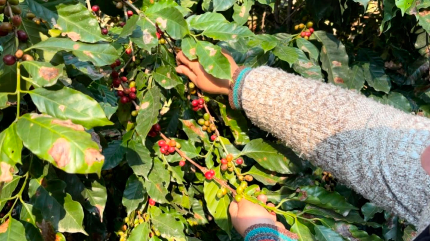 El mapa del café tucumano: el plan productivo que impulsa el cultivo en el NOA ¿es viable en Santiago del Estero?