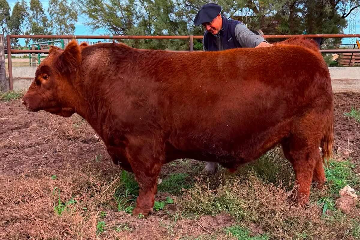 Un toro Angus alcanzó un valor récord: vendieron la mitad por $300 millones