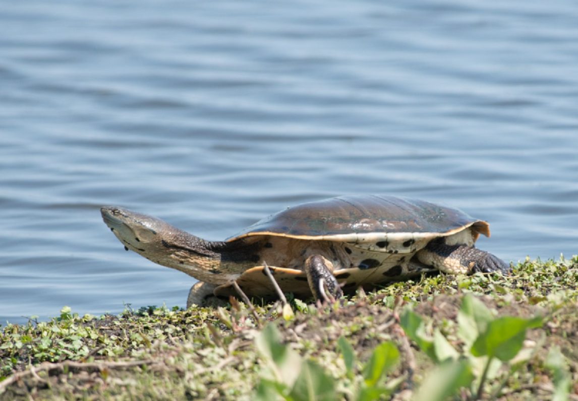 Investigan la fauna silvestre en las riberas del Río Dulce para fortalecer la conservación de bosques nativos