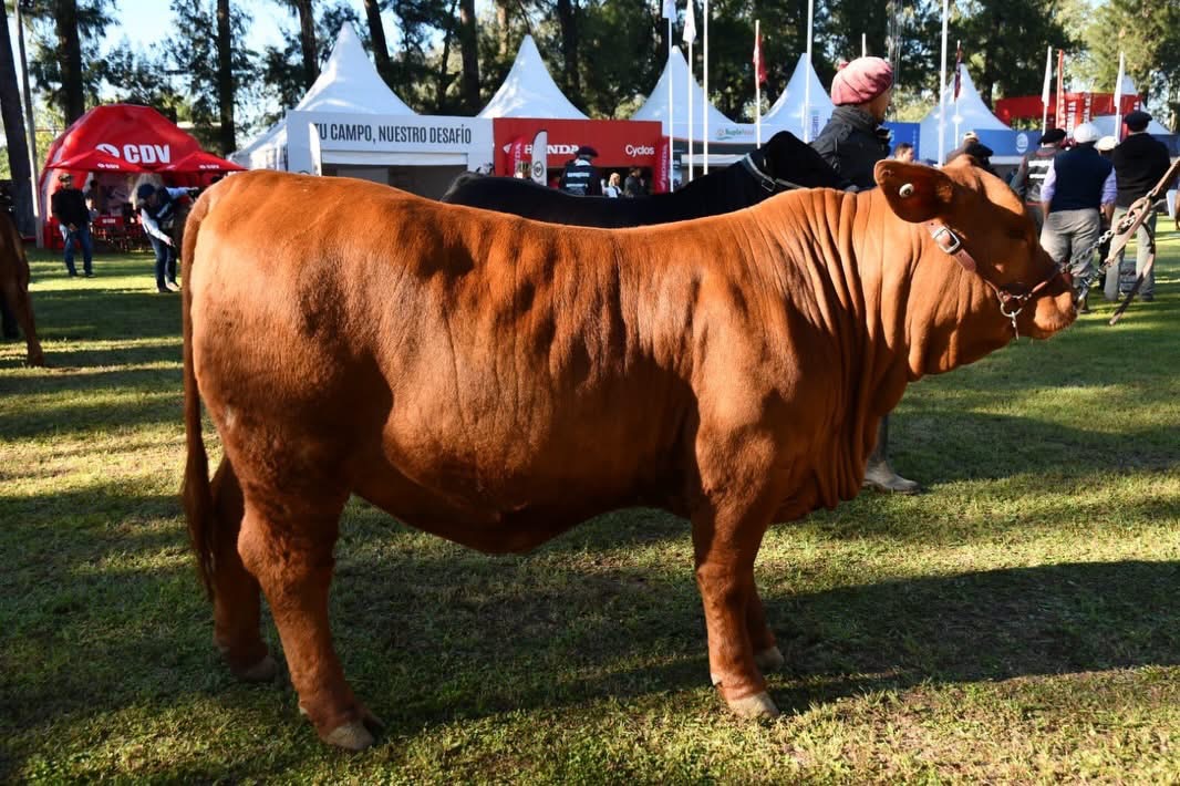 La ExpoBra pone a Santiago en el centro de la ganadería nacional