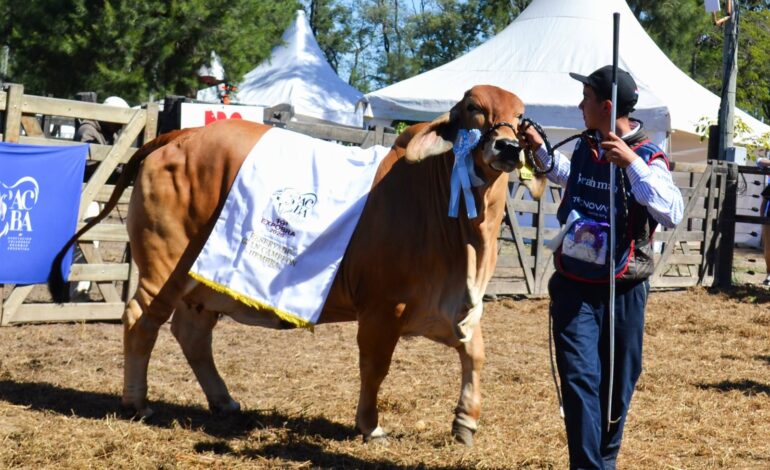 ExpoBRA: premiaron a las grandes campeonas Brangus y Braford