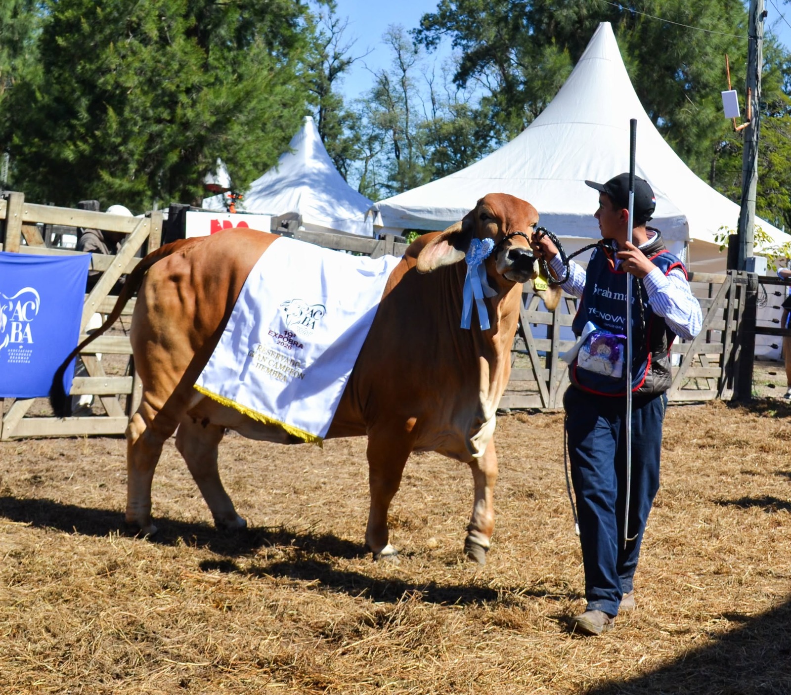 ExpoBRA: premiaron a las grandes campeonas Brangus y Braford