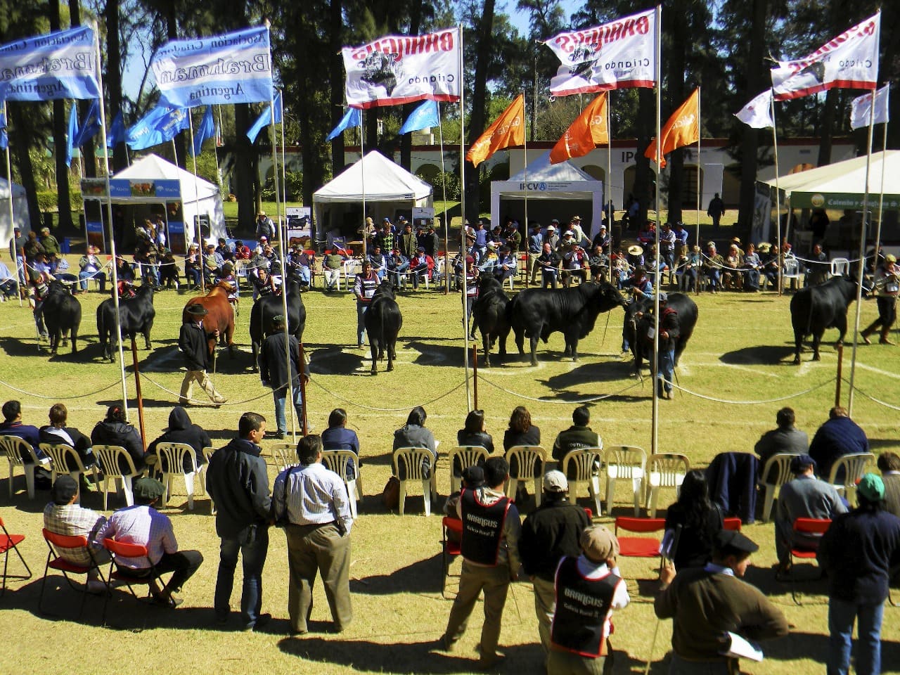 ExpoBRA 2026: todo lo que hay que saber del evento ganadero que reunirá a las principales razas del norte en Santiago del Estero