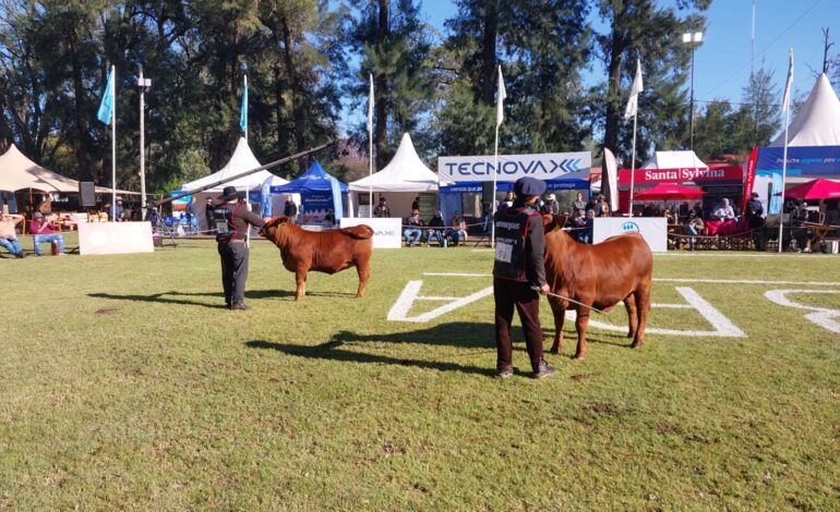 ExpoBRA 2026 abrió sus puertas en Santiago del Estero con la jura de hembras Brangus