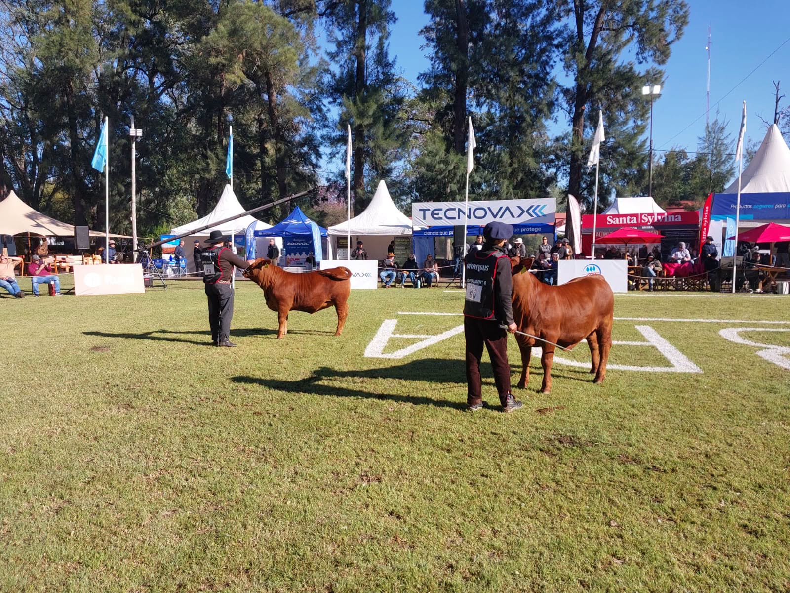 ExpoBRA 2026 abrió sus puertas en Santiago del Estero con la jura de hembras Brangus