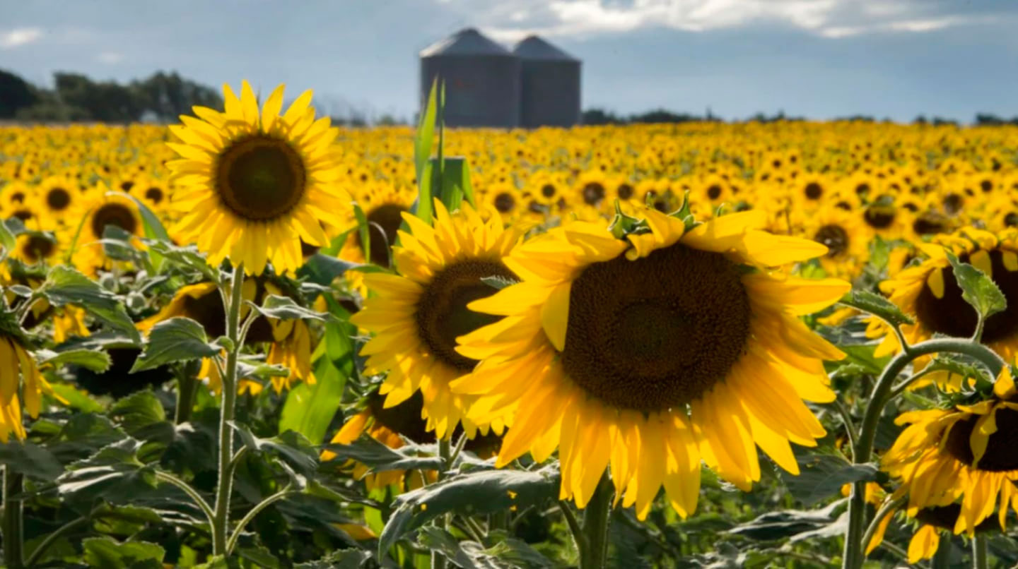 La campaña de girasol comienza con mayor superficie sembrada y exportaciones récord