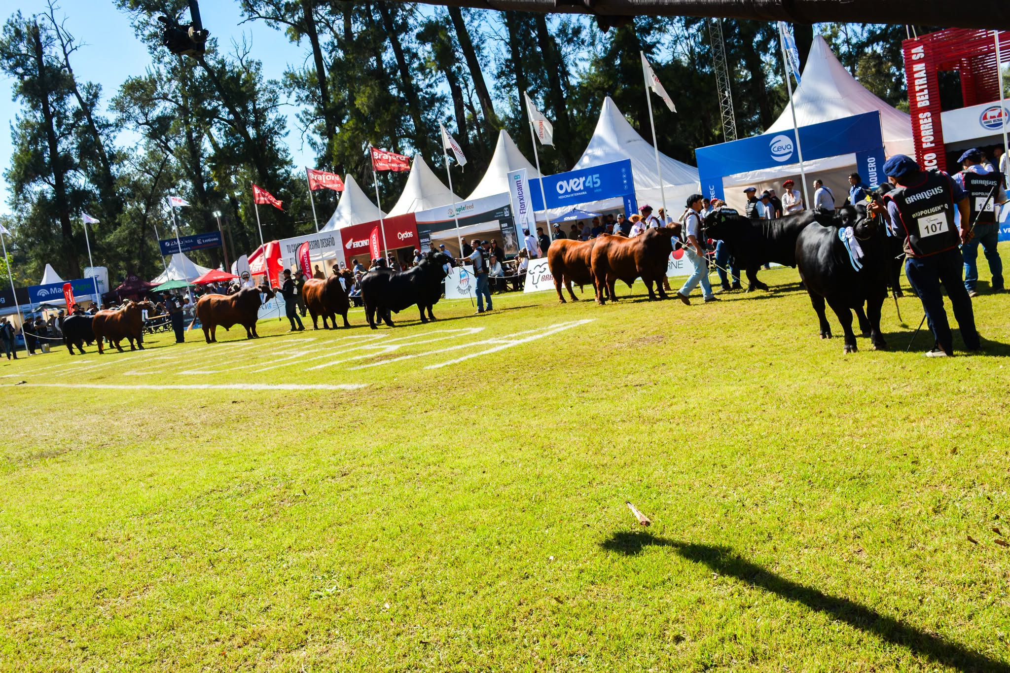La jura de machos fue protagonista en la segunda jornada de la 19ª ExpoBRA