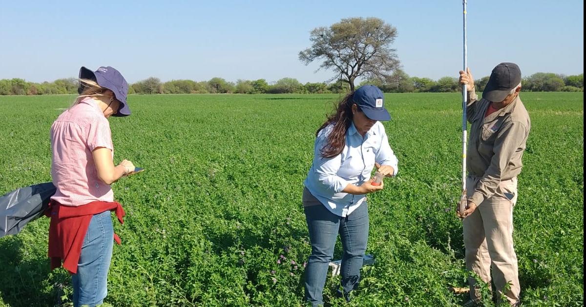 Alfalfa Salinera INTA: innovación y arraigo para fortalecer la producción regional