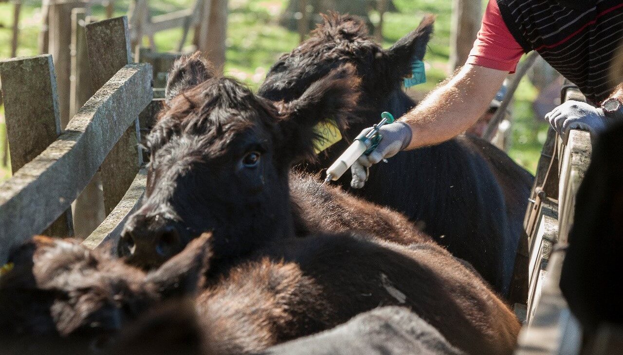 ADT Añatuya acompañó una jornada de concientización sobre sanidad animal