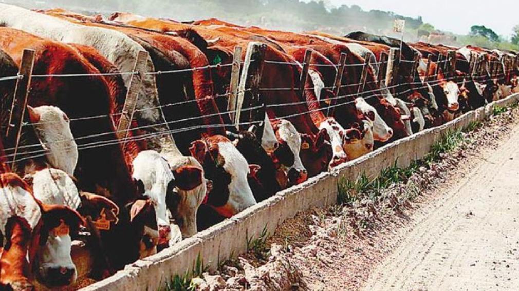 Europa bloqueó la carne brasileña y golpeó un negocio de más de 700 millones de euros