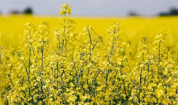 El cultivo de carinata avanza como alternativa productiva en la provincia