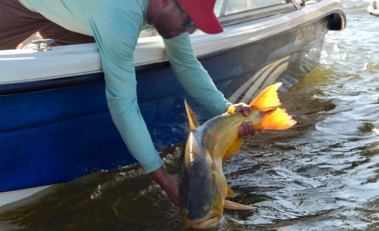 Las Termas apuesta al turismo deportivo con el primer Concurso Nacional de Pesca del Dorado con Devolución