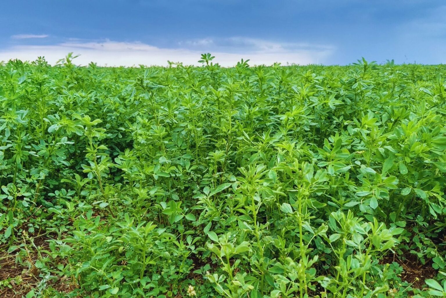 Mejoramiento genético de alfalfa: innovaciones para sistemas productivos