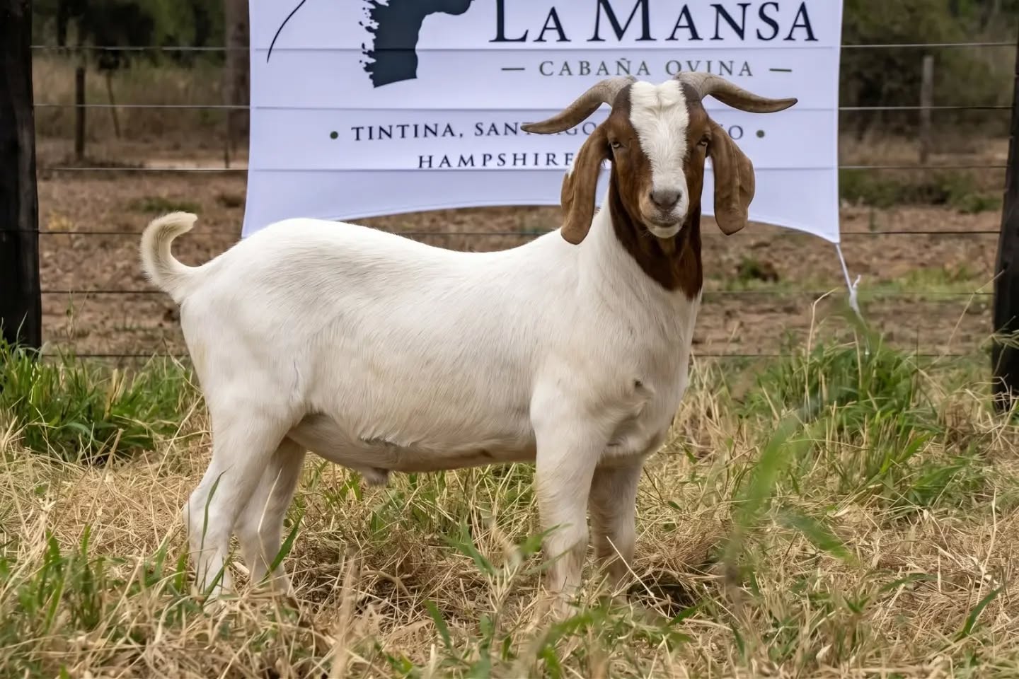 La Mansa, cabaña de Tintina, participará del Remate Anual Genética y Monte en Santa Sylvina