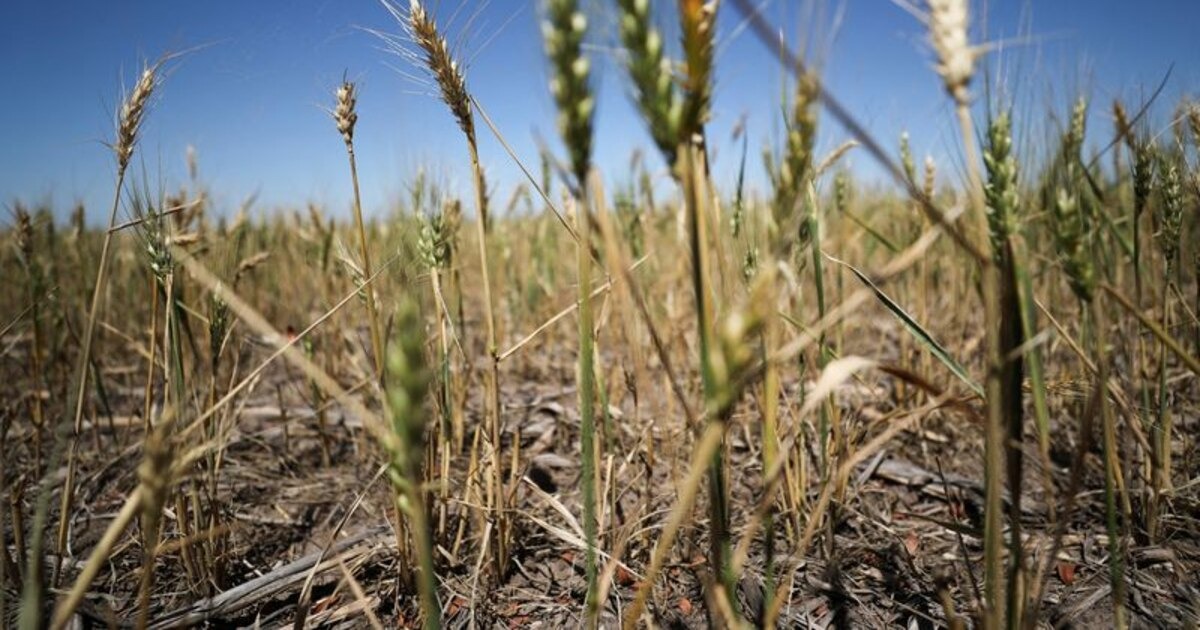El estrés climático golpea a Santiago del Estero y demora la cosecha de trigo y garbanzo