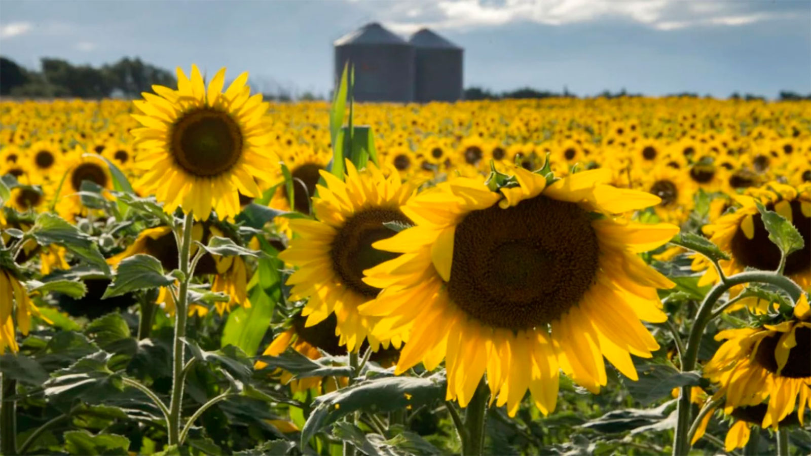 El girasol cotiza en alza y abre buenas perspectivas para los productores santiagueños