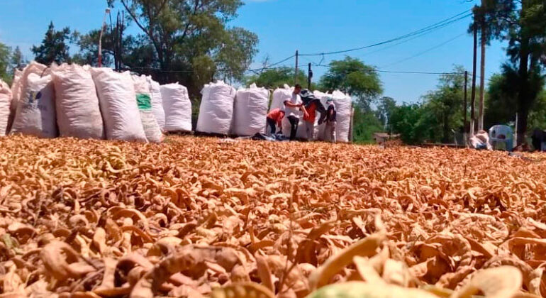 Oro del Estero: una pyme santiagueña que transforma frutos del monte en alimentos con valor agregado