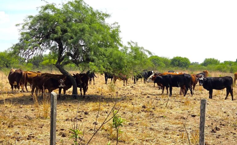 Ganadería en bosque nativo para fortalecer la producción sustentable