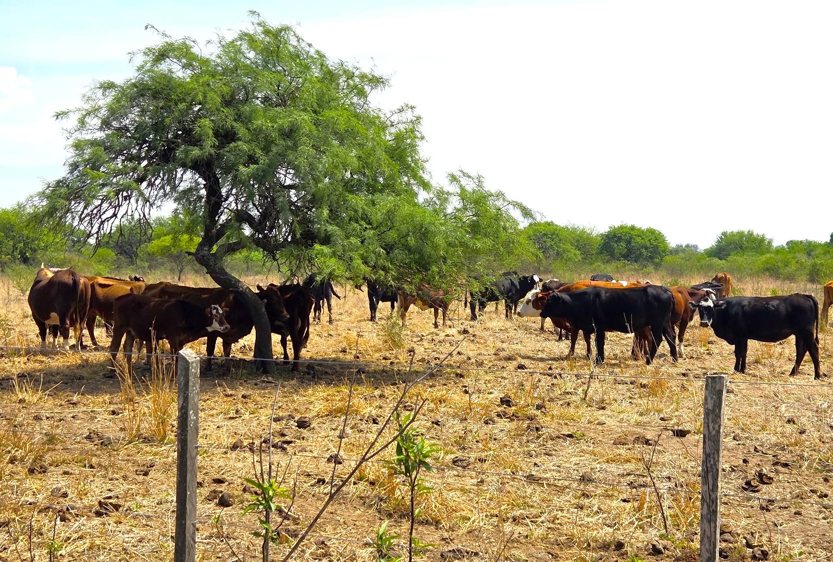 Ganadería en bosque nativo para fortalecer la producción sustentable